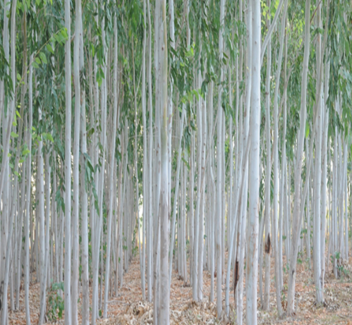 Eucalyptus 2